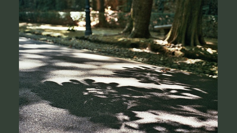 Alice Van der Wielen-Honinckx