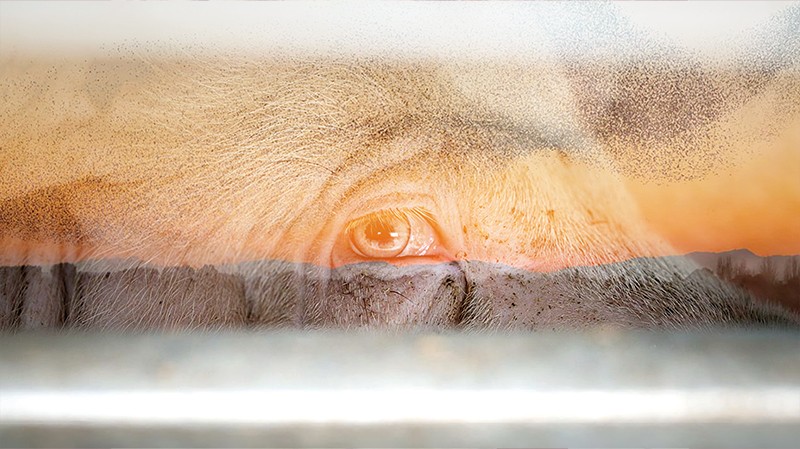 Andrew Skowron, Photographie  Transport of animals - Poland 036  © Laeticia Defendini, VisuelMontage_LD